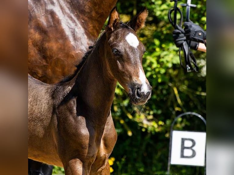 Hanoverian Stallion  Brown in Moringen