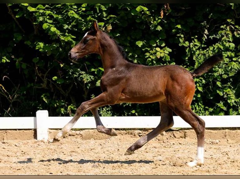 Hanoverian Stallion  Brown in Moringen