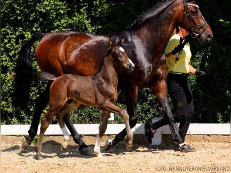 Hanoverian Stallion  Brown in Moringen