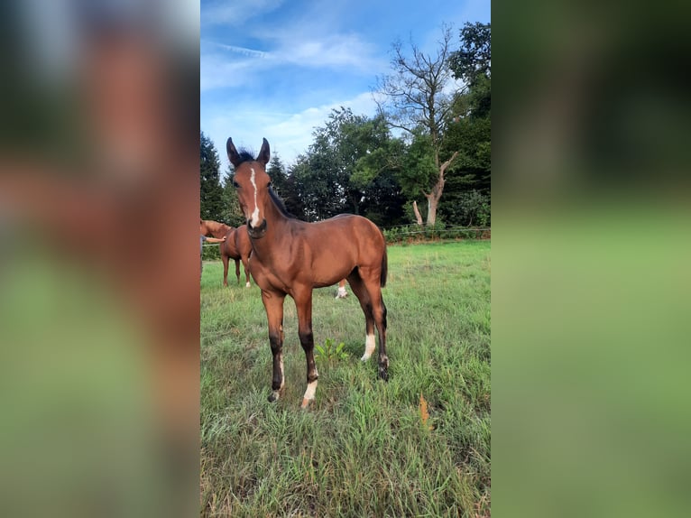 Hanoverian Stallion Foal (04/2025) Brown in Eldingen