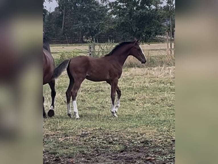 Hanoverian Stallion Foal (05/2025) Brown in Langwedel