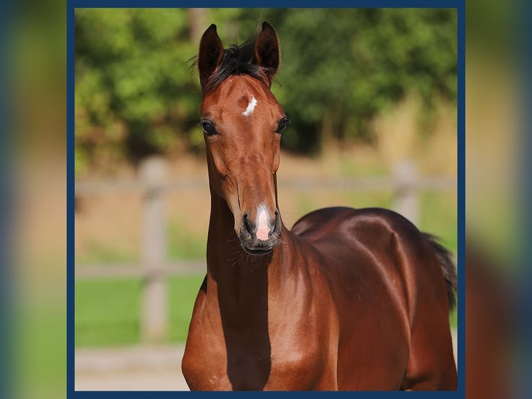 Hanoverian Stallion Foal (02/2024) Brown in Gieten