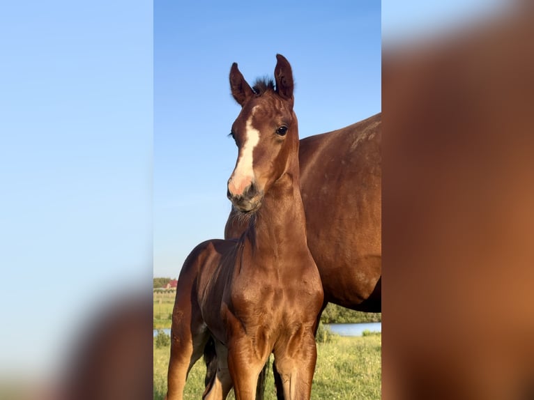 Hanoverian Stallion Foal (06/2026) Brown in Ustka
