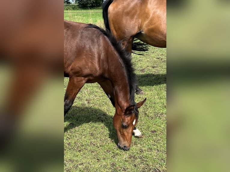 Hanoverian Stallion Foal (03/2024) Brown in Wagenfeld