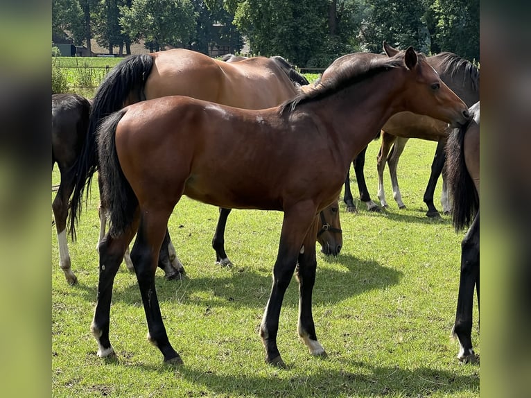 Hanoverian Stallion Foal (03/2024) Brown in Wagenfeld