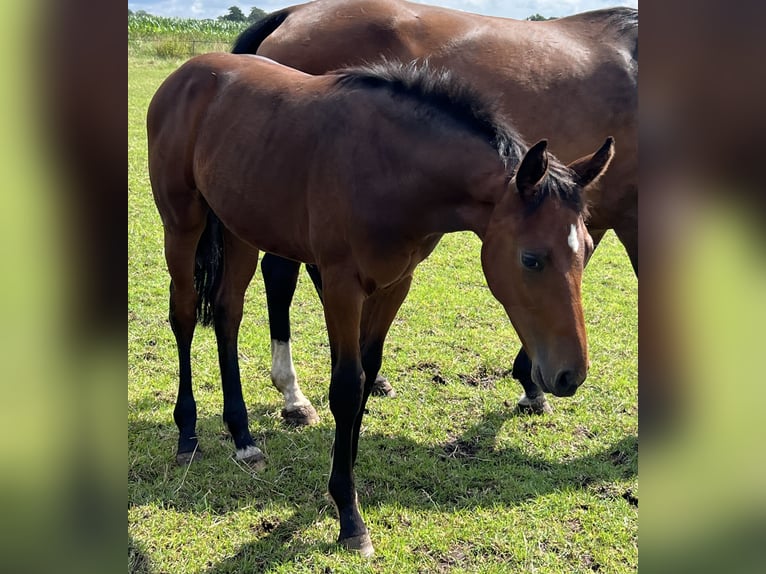 Hanoverian Stallion Foal (03/2024) Brown in Wagenfeld