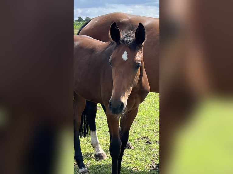 Hanoverian Stallion Foal (03/2024) Brown in Wagenfeld