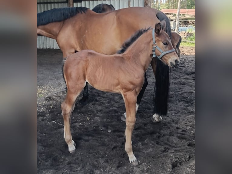 Hanoverian Stallion  Brown in Wagenhoff