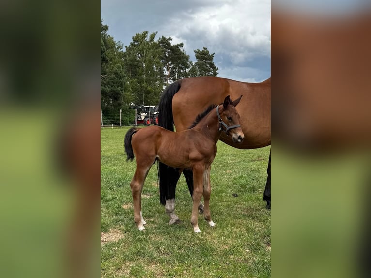 Hanoverian Stallion  Brown in Wagenhoff