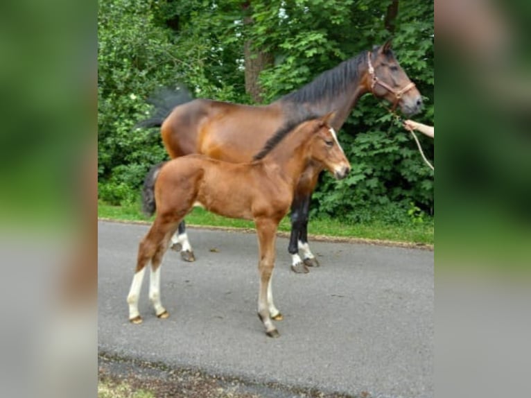 Hanoverian Stallion Brown in Warmsen Hanoverian Stallion Brown in Warmsen