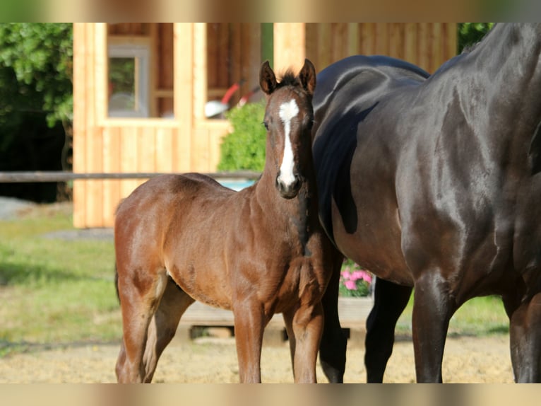 Hanoverian Stallion  Brown in Wingst