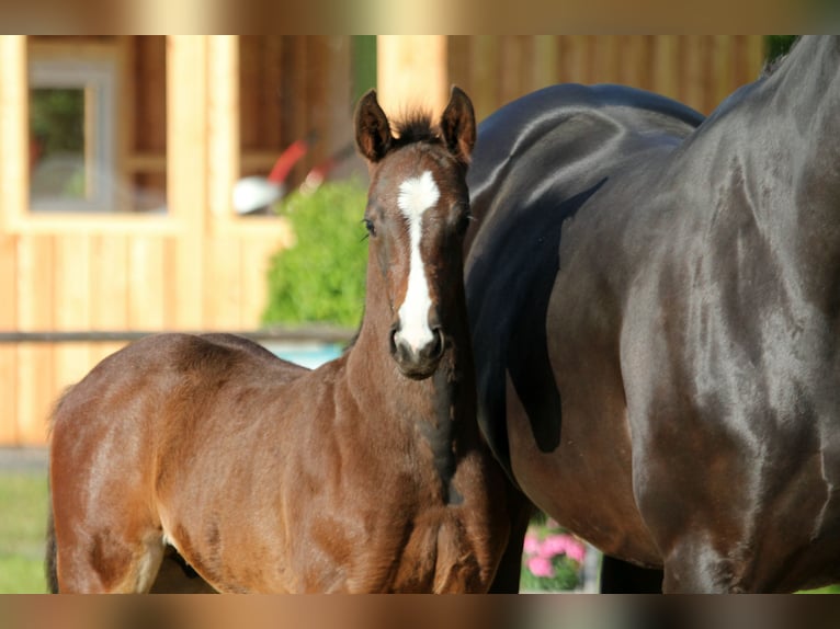 Hanoverian Stallion  Brown in Wingst
