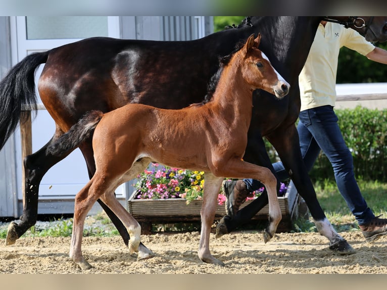 Hanoverian Stallion Foal (04/2026) Brown in Wingst