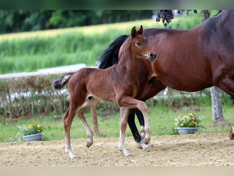 Hanoverian Stallion Foal (05/2026) Brown in Wingst