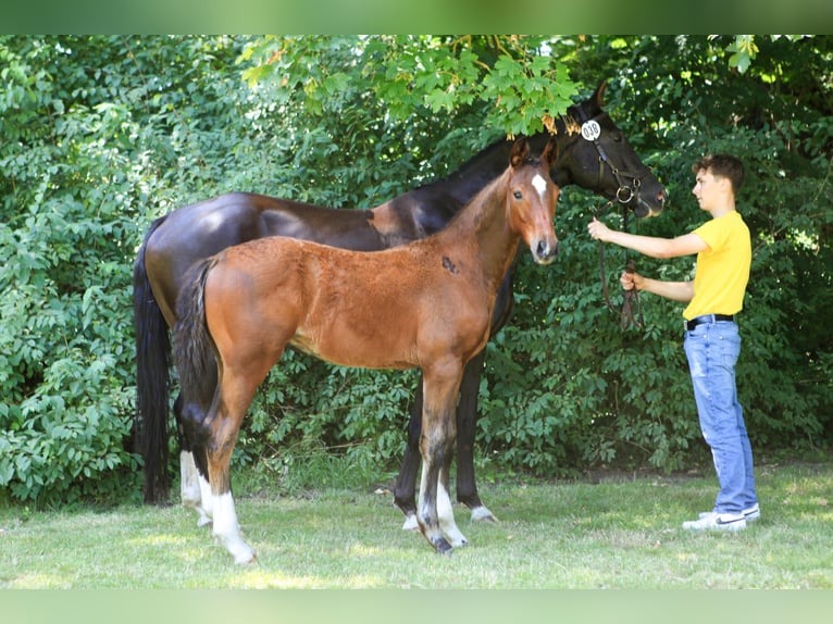 Hanoverian Stallion Foal (03/2024) Brown in Woltersdorf