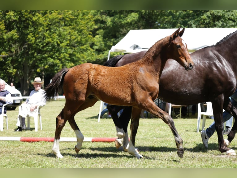 Hanoverian Stallion Foal (03/2024) Brown in Woltersdorf