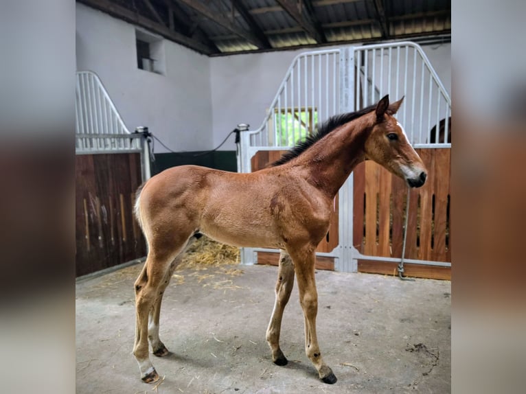 Hanoverian Stallion Foal (05/2025) Brown in Zeven