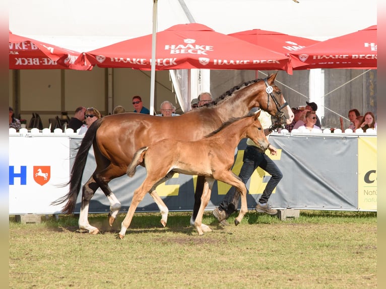 Hanoverian Stallion Foal (05/2025) Brown in Zeven