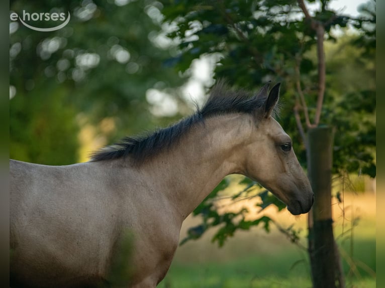 Hanoverian Stallion Foal (06/2026) Buckskin in Walsrode