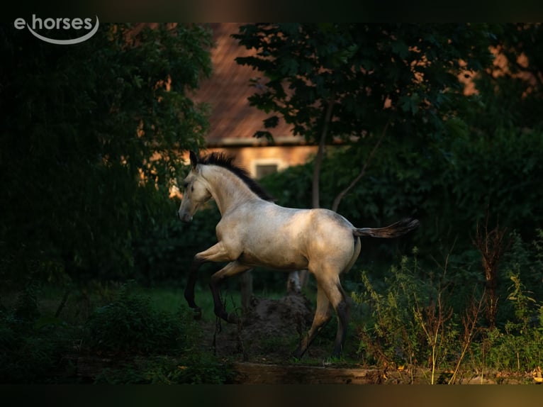 Hanoverian Stallion Foal (06/2026) Buckskin in Walsrode