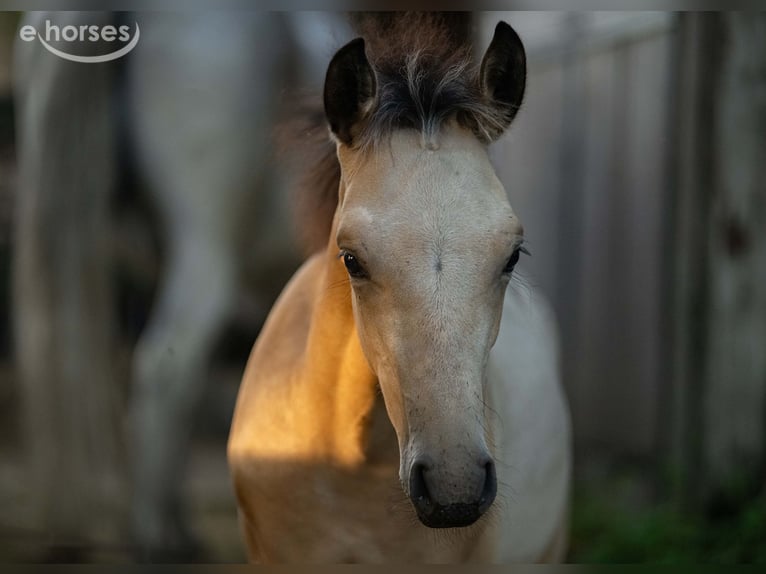 Hanoverian Stallion Foal (06/2026) Buckskin in Walsrode