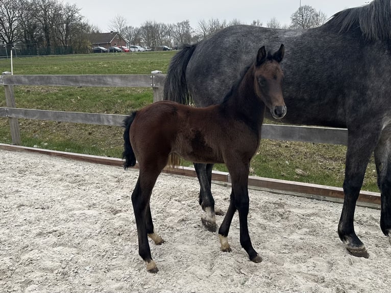 Hanoverian Stallion Foal (02/2024) Can be white in Bargstedt