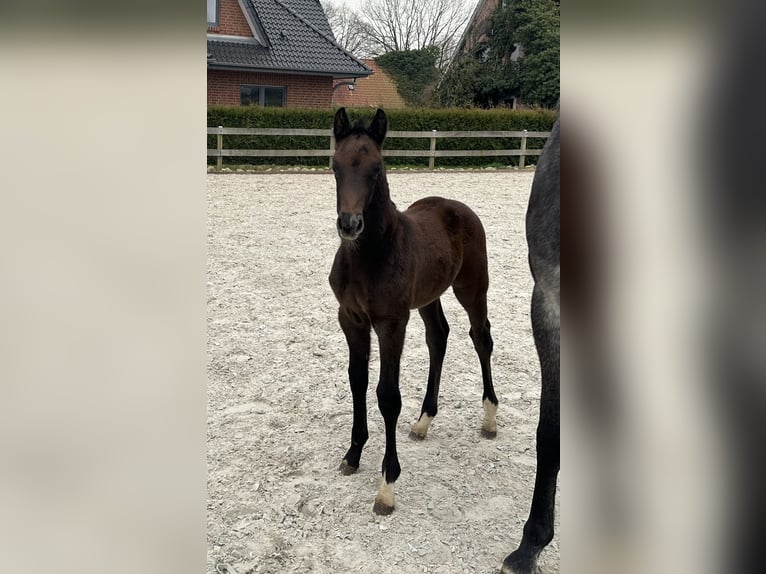 Hanoverian Stallion Foal (02/2024) Can be white in Bargstedt
