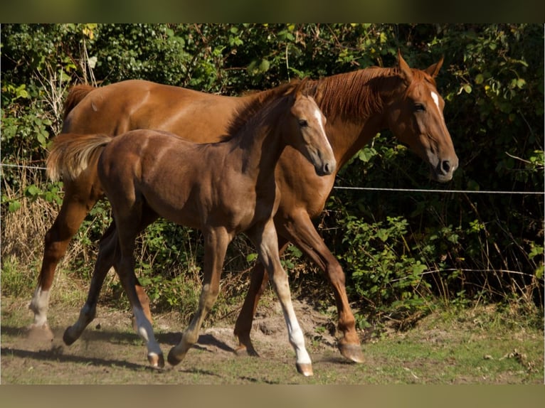 Hanoverian Stallion Foal (04/2025) Can be white in Fu&#xDF;g&#xF6;nheim