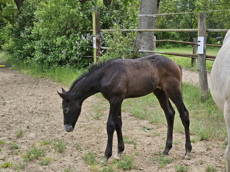 Hanoverian Stallion  Can be white in Zobbenitz