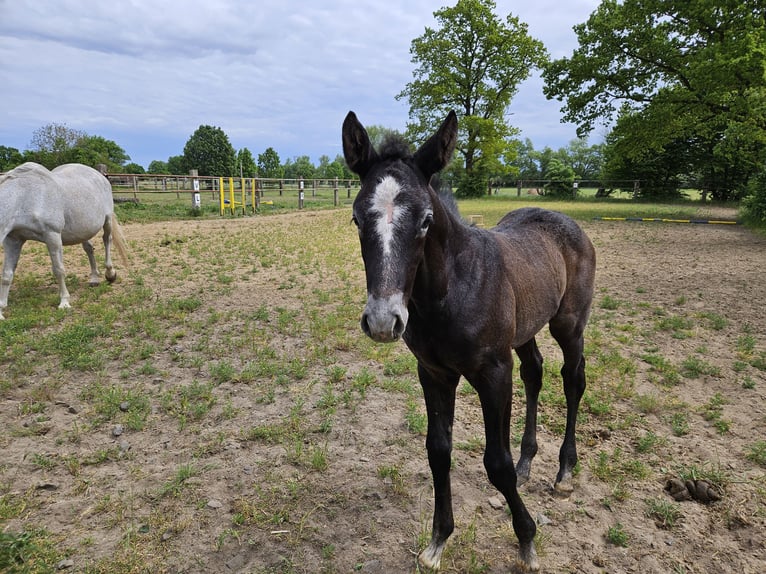 Hanoverian Stallion  Can be white in Zobbenitz