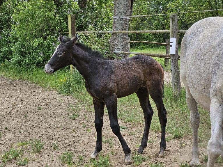 Hanoverian Stallion  Can be white in Zobbenitz