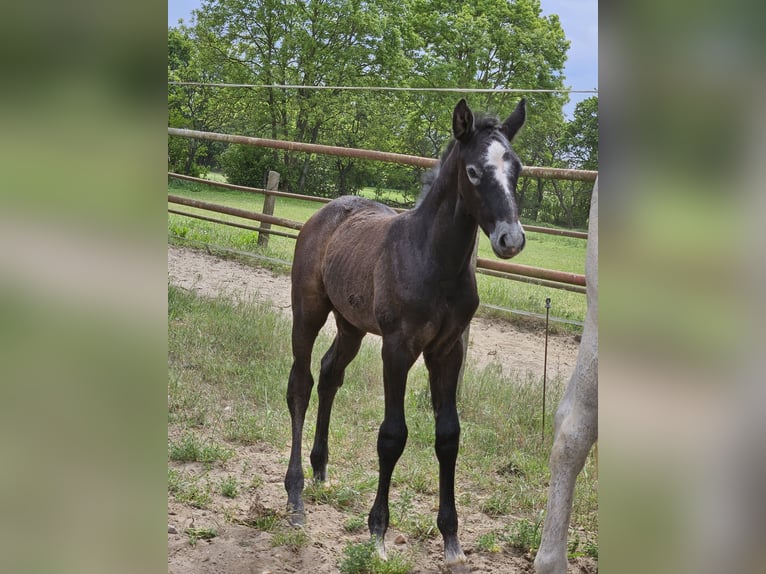 Hanoverian Stallion  Can be white in Zobbenitz