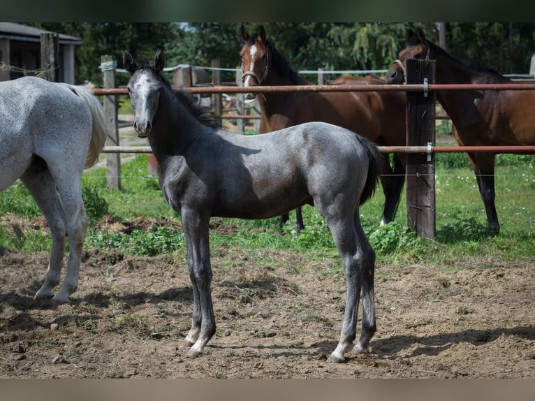 Hanoverian Stallion Foal (04/2025) Can be white in Zobbenitz