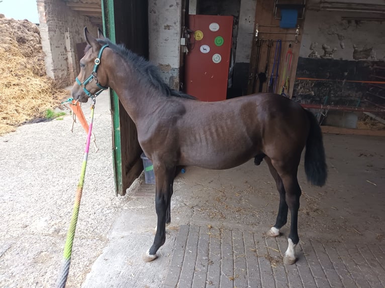 Hanoverian Stallion Foal (03/2024) Can be white in Kranenburg