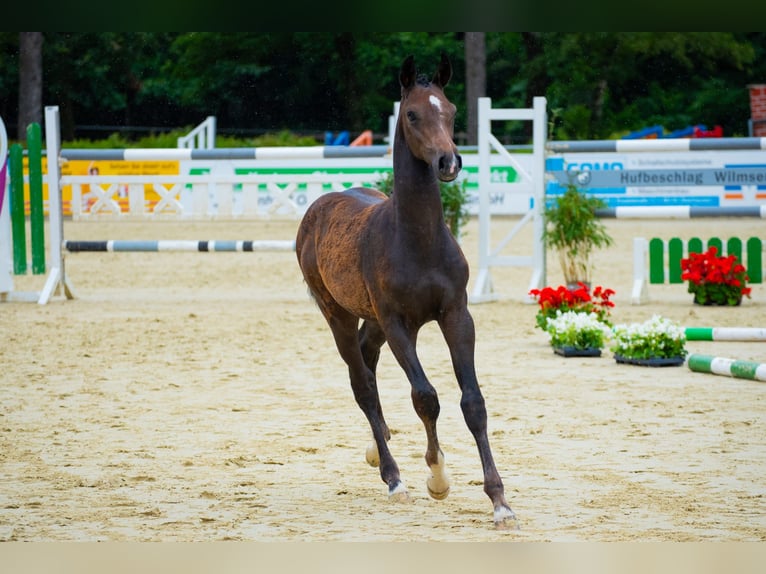 Hanoverian Stallion Foal (03/2024) Can be white in Kranenburg