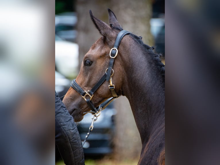 Hanoverian Stallion Foal (03/2024) Can be white in Kranenburg