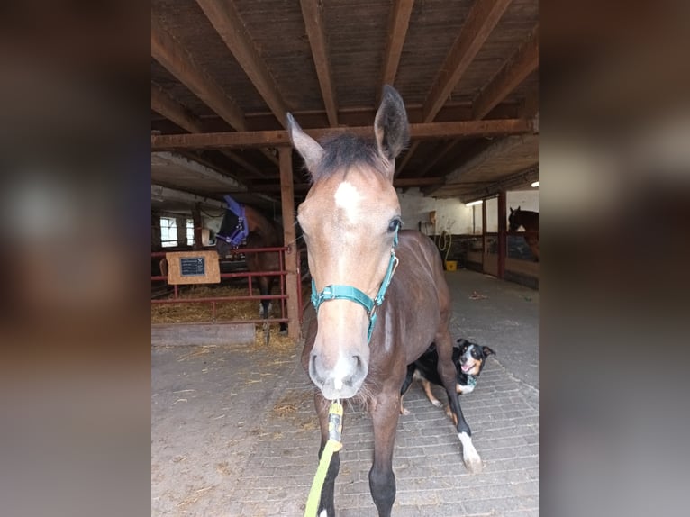 Hanoverian Stallion Foal (03/2024) Can be white in Kranenburg