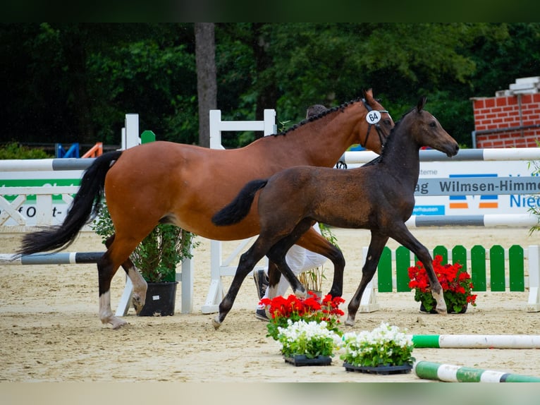 Hanoverian Stallion Foal (03/2024) Can be white in Kranenburg