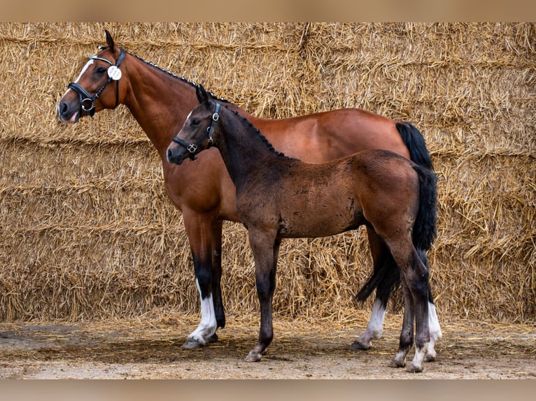 Hanoverian Stallion Foal (03/2024) Can be white in Kranenburg