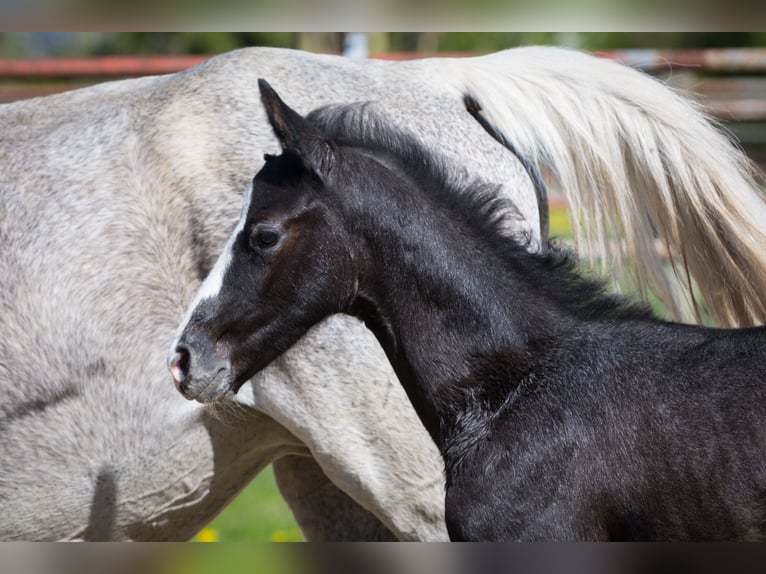 Hanoverian Stallion Foal (03/2026) Can be white in Zobbenitz