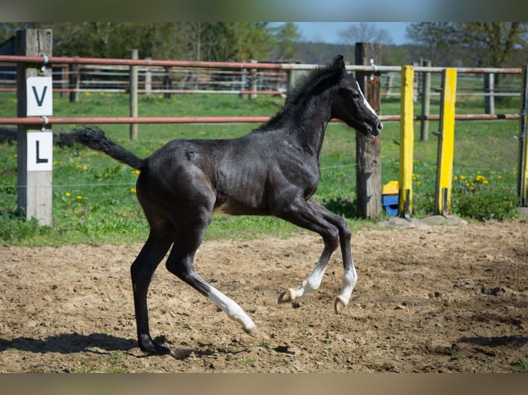 Hanoverian Stallion Foal (03/2026) Can be white in Zobbenitz