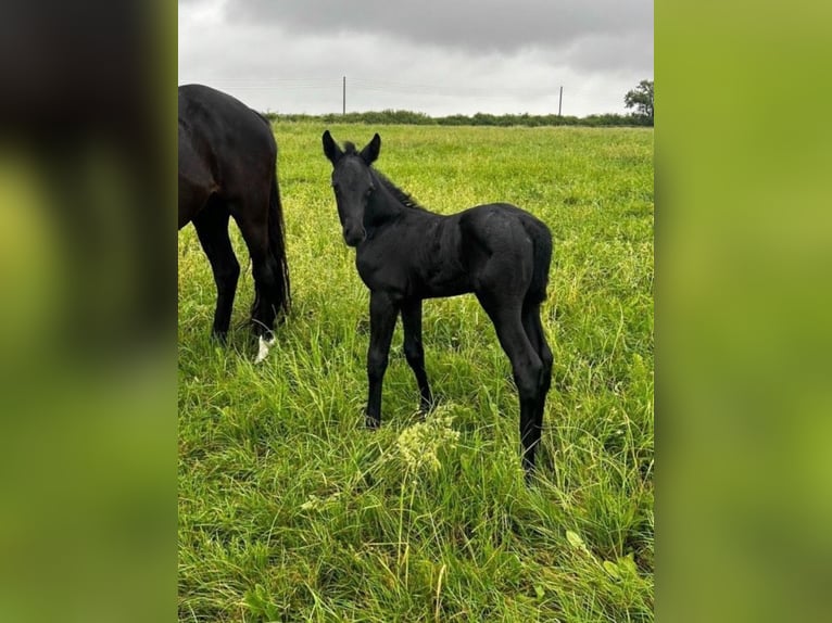 Hanoverian Stallion Foal (05/2024) Can be white in Königslutter am Elm