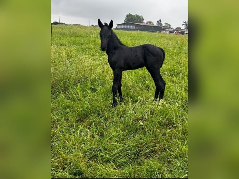 Hanoverian Stallion Foal (05/2024) Can be white in Königslutter am Elm