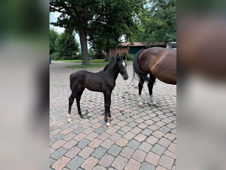 Hanoverian Stallion Foal (06/2024) Can be white in Garbsen