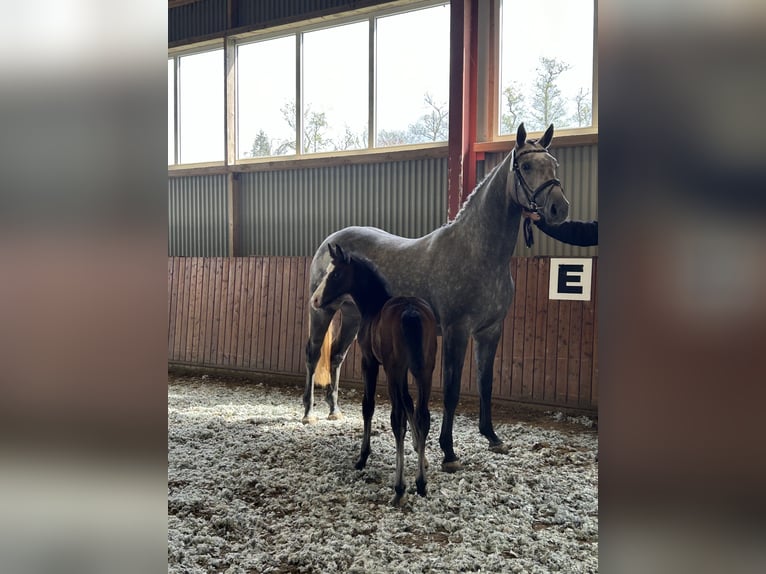 Hanoverian Stallion Foal (03/2024) Can be white in Oberndorf