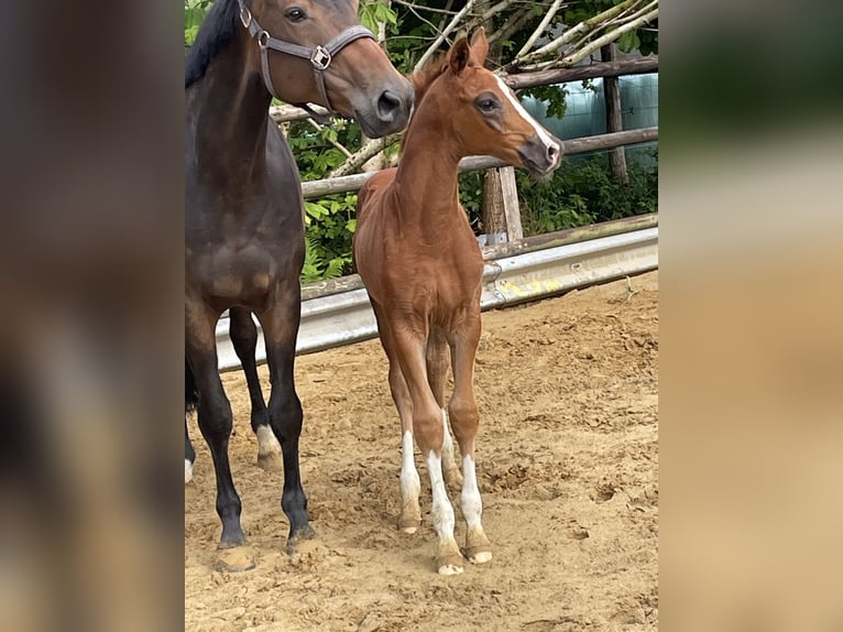 Hanoverian Stallion  Chestnut in Oldendorf