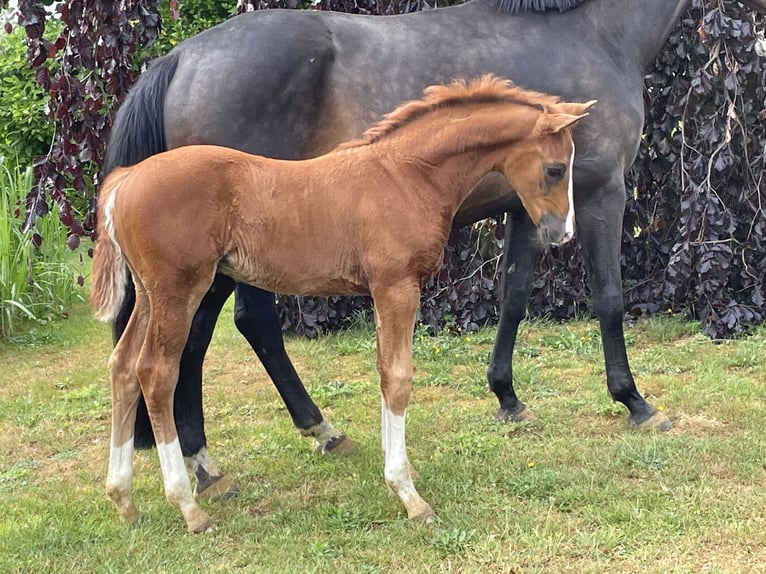 Hanoverian Stallion  Chestnut in Oldendorf