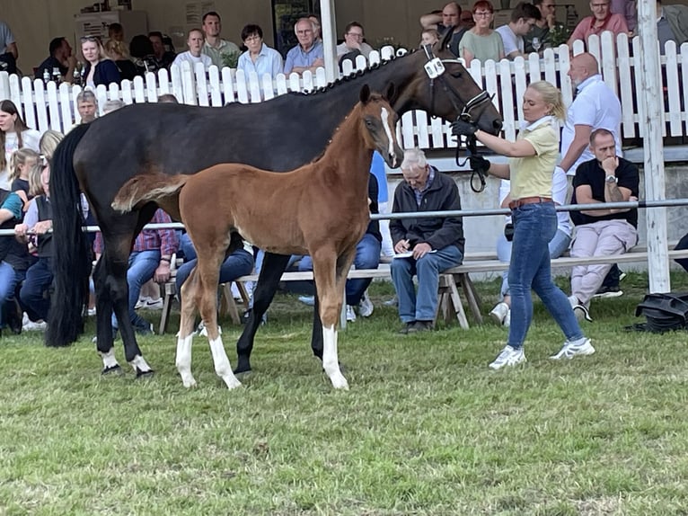 Hanoverian Stallion  Chestnut in Oldendorf