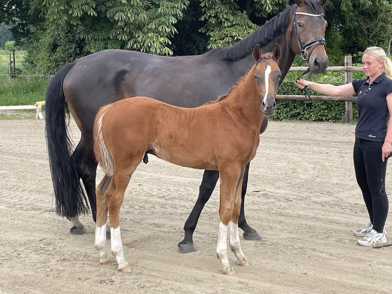 Hanoverian Stallion  Chestnut in Oldendorf