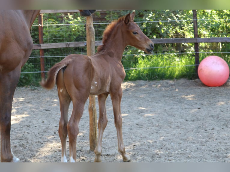 Hanoverian Stallion Foal (04/2025) Chestnut in Alfstedt